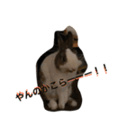 うさぎのランドさん 第2弾 #land#rabbit#（個別スタンプ：2）