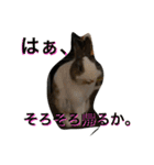 うさぎのランドさん 第2弾 #land#rabbit#（個別スタンプ：3）