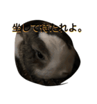 うさぎのランドさん 第2弾 #land#rabbit#（個別スタンプ：4）