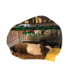 うさぎのランドさん 第2弾 #land#rabbit#（個別スタンプ：12）