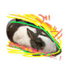 うさぎのランドさん 第2弾 #land#rabbit#（個別スタンプ：13）