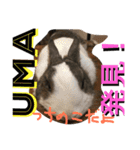 うさぎのランドさん 第2弾 #land#rabbit#（個別スタンプ：15）