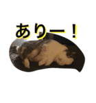 うさぎのランドさん 第2弾 #land#rabbit#（個別スタンプ：16）