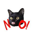 黒猫のギラン（個別スタンプ：1）