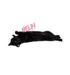 黒猫のギラン（個別スタンプ：2）