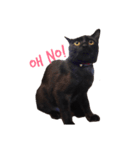黒猫のギラン（個別スタンプ：4）