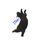 黒猫のギラン（個別スタンプ：5）