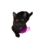 黒猫のギラン（個別スタンプ：7）