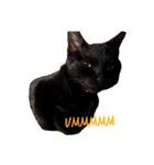 黒猫のギラン（個別スタンプ：8）