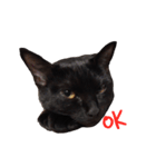 黒猫のギラン（個別スタンプ：9）