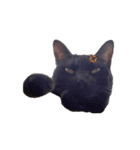 黒猫のギラン（個別スタンプ：10）