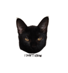 黒猫のギラン（個別スタンプ：11）