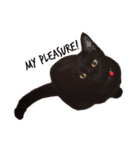 黒猫のギラン（個別スタンプ：13）