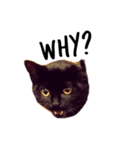黒猫のギラン（個別スタンプ：14）