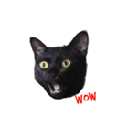 黒猫のギラン（個別スタンプ：15）