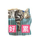 fat daily（個別スタンプ：2）