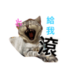 fat daily（個別スタンプ：5）