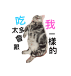 fat daily（個別スタンプ：6）