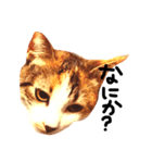 三毛猫おかきと白黒まろ。（個別スタンプ：1）