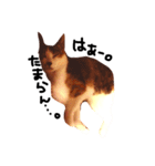 三毛猫おかきと白黒まろ。（個別スタンプ：2）