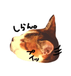 三毛猫おかきと白黒まろ。（個別スタンプ：3）