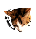 三毛猫おかきと白黒まろ。（個別スタンプ：4）