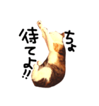 三毛猫おかきと白黒まろ。（個別スタンプ：5）