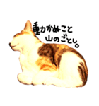 三毛猫おかきと白黒まろ。（個別スタンプ：6）