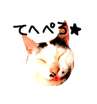 三毛猫おかきと白黒まろ。（個別スタンプ：7）
