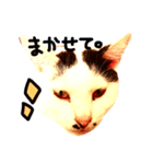三毛猫おかきと白黒まろ。（個別スタンプ：11）