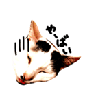 三毛猫おかきと白黒まろ。（個別スタンプ：12）