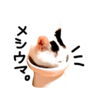 三毛猫おかきと白黒まろ。（個別スタンプ：13）