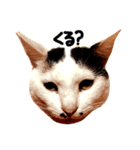 三毛猫おかきと白黒まろ。（個別スタンプ：15）
