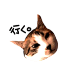 三毛猫おかきと白黒まろ。（個別スタンプ：16）