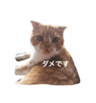 とらおとくろ（個別スタンプ：3）
