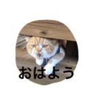 とらおとくろ（個別スタンプ：6）