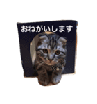 とらおとくろ（個別スタンプ：7）