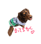 看板犬のアンジュさん(MDチョコタンメス)（個別スタンプ：1）