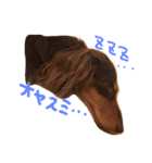 看板犬のアンジュさん(MDチョコタンメス)（個別スタンプ：2）
