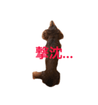 看板犬のアンジュさん(MDチョコタンメス)（個別スタンプ：4）