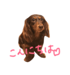 看板犬のアンジュさん(MDチョコタンメス)（個別スタンプ：5）