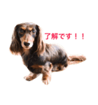 看板犬のアンジュさん(MDチョコタンメス)（個別スタンプ：6）