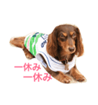 看板犬のアンジュさん(MDチョコタンメス)（個別スタンプ：7）