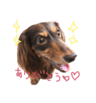 看板犬のアンジュさん(MDチョコタンメス)（個別スタンプ：8）