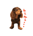 看板犬のアンジュさん(MDチョコタンメス)（個別スタンプ：9）
