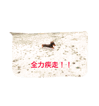 看板犬のアンジュさん(MDチョコタンメス)（個別スタンプ：13）