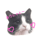 猫好きな人へ（個別スタンプ：1）