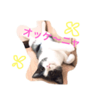 猫好きな人へ（個別スタンプ：2）