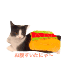 猫好きな人へ（個別スタンプ：3）