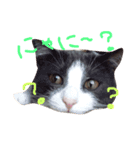 猫好きな人へ（個別スタンプ：5）